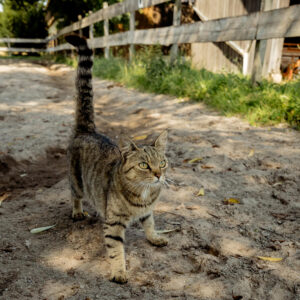 Scheuelberghof Katze