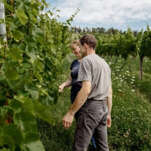 Scheuelberghof Ferienwohnung Maulbronn Weinanbau klösterlicher Weinberg