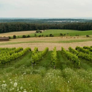 Scheuelberghof Ferienwohnung Maulbronn Weinberg