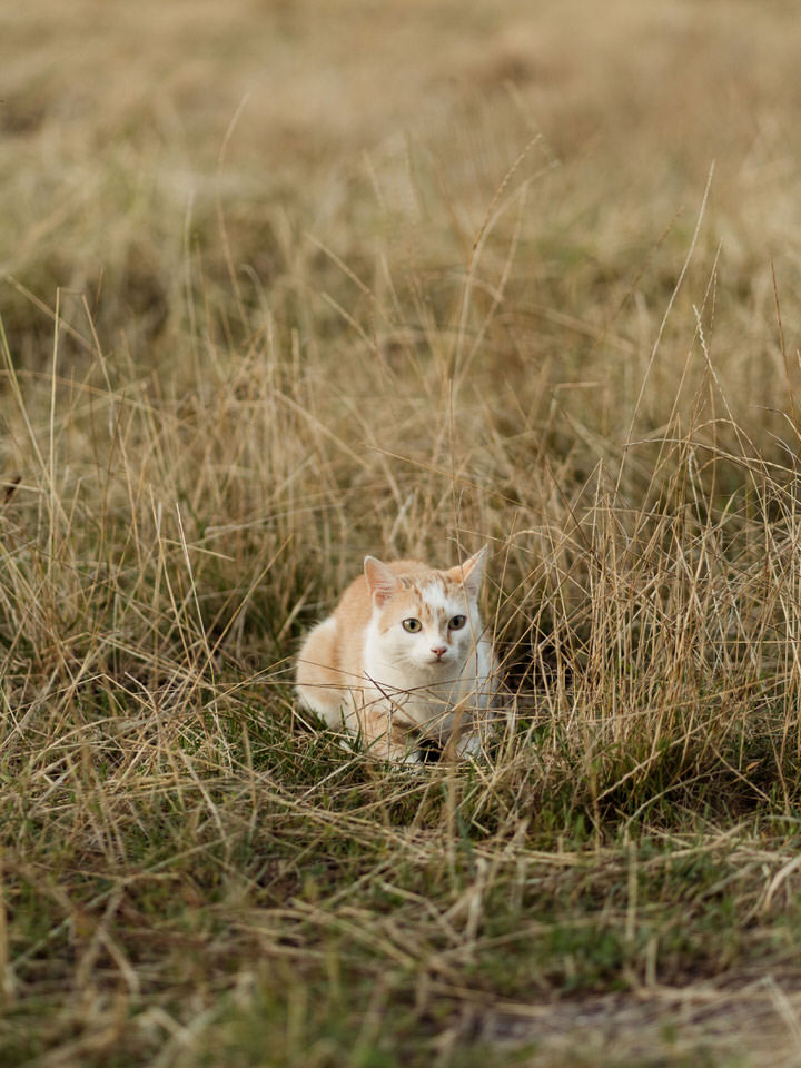 Scheuelberghof Maulbronn Katzen