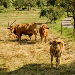 Scheuelberghof Maulbronn Landwirtschaft Rinderzucht
