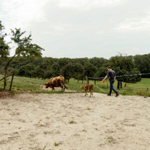 Scheuelberghof Maulbronn Landwirtschaft Runderzucht Kalb