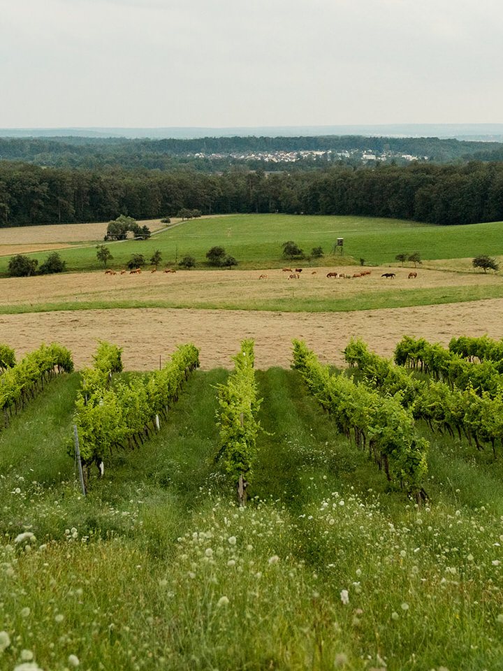 Scheuelberghof Maulbronn Weingut