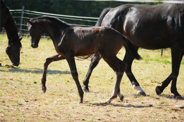 A new star was born: Fintaan